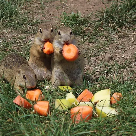 Pensionat Wellness Predna Hora *